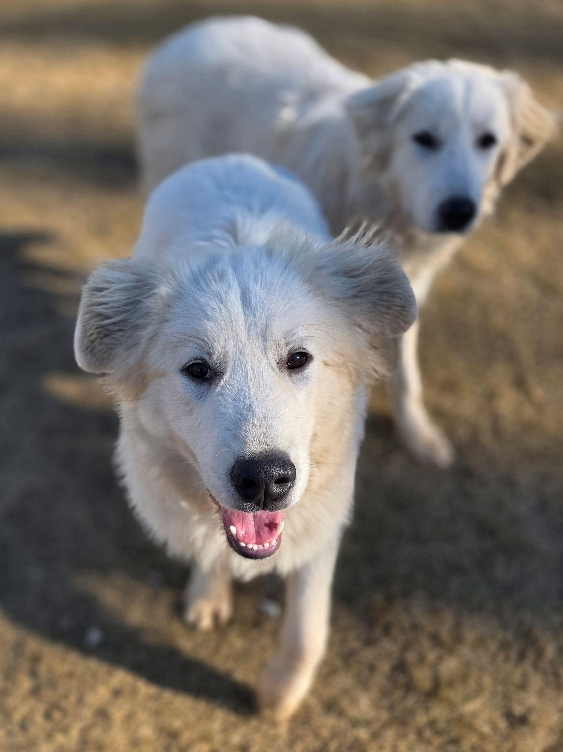 Enlarge Aspen Lavonia, a ADOPTABLE Great Pyrenees in Atlanta, GA image 6/6