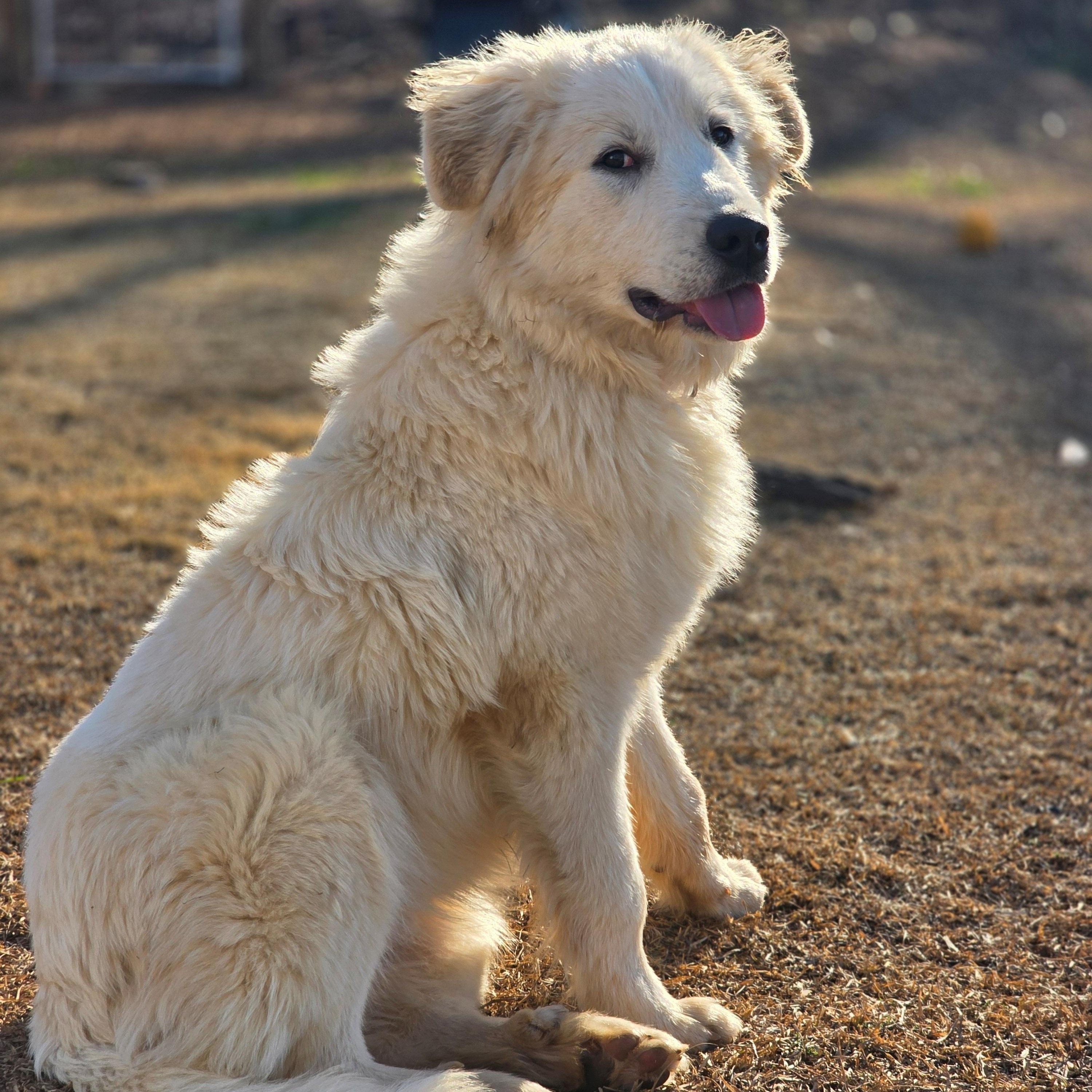 Enlarge Aspen Lavonia, a ADOPTABLE Great Pyrenees in Atlanta, GA image 1/6