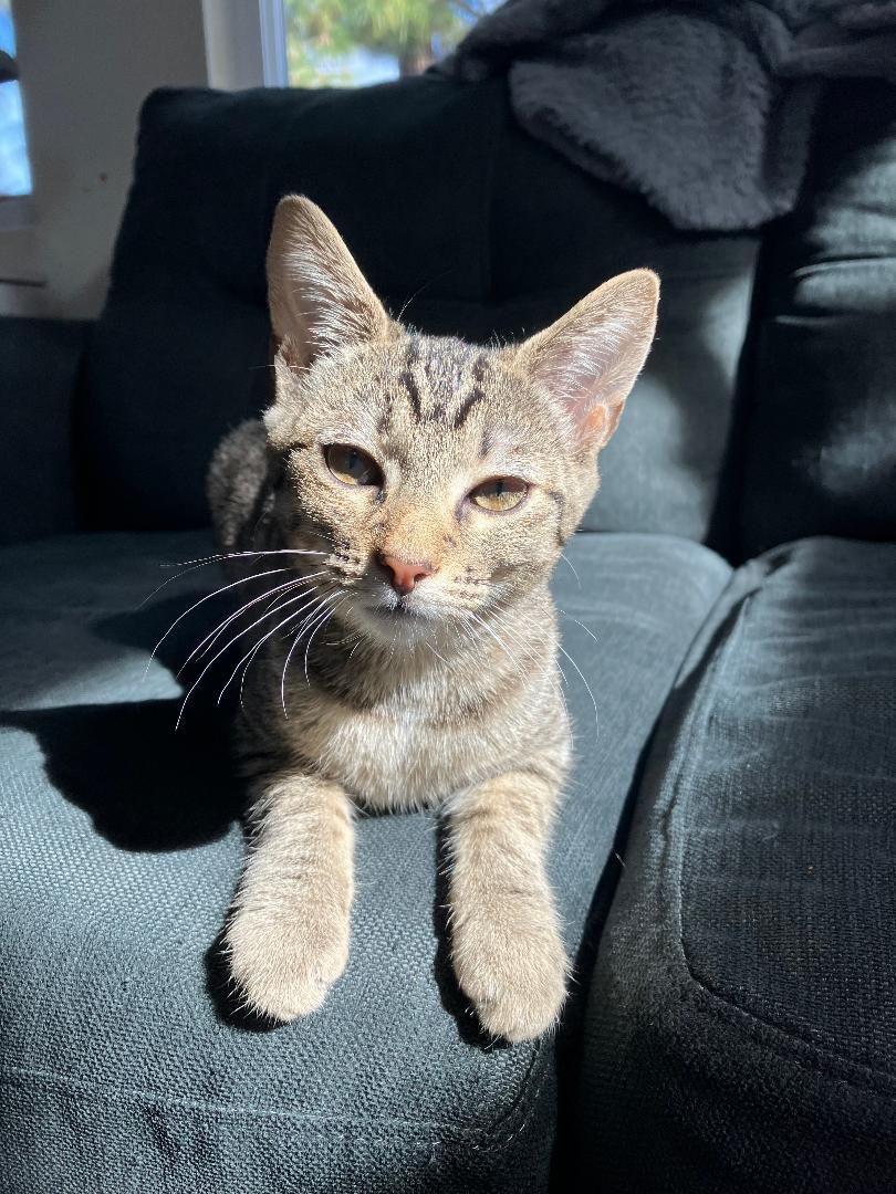 Enlarge Pip, a ADOPTABLE Domestic Short Hair in Oceanside, CA image 5/5