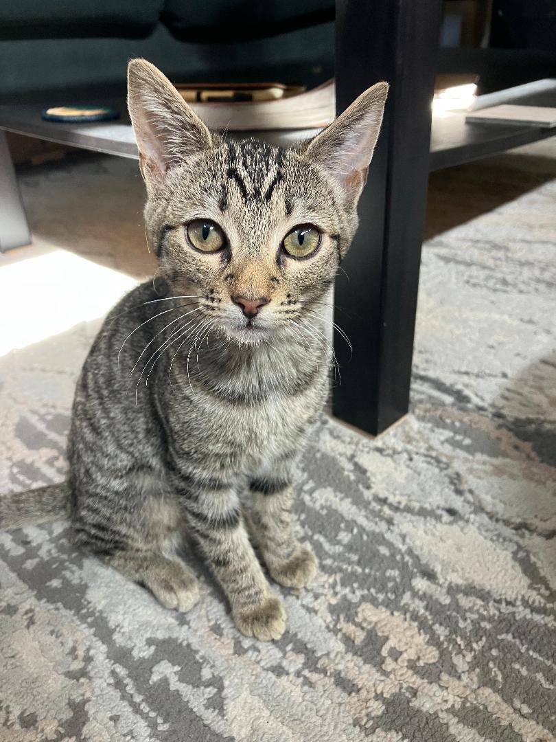 Pip, ADOPTABLE, Kitten Female Domestic Short Hair.