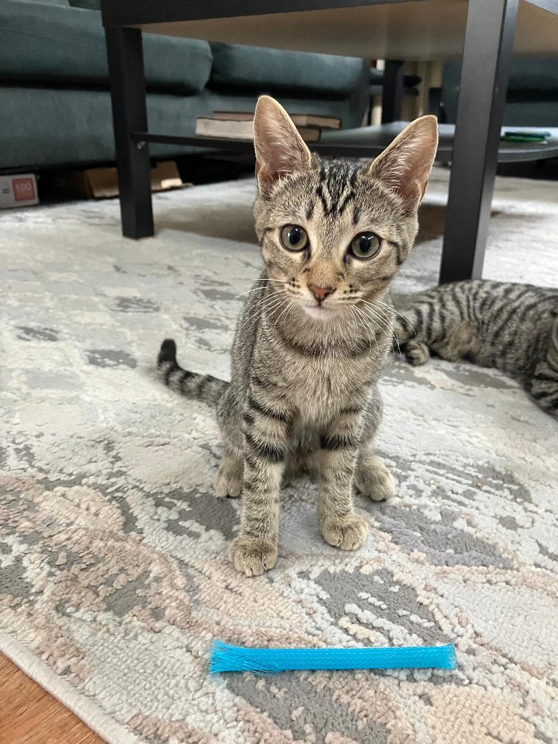 Enlarge Pip, a ADOPTABLE Domestic Short Hair in Oceanside, CA image 3/5