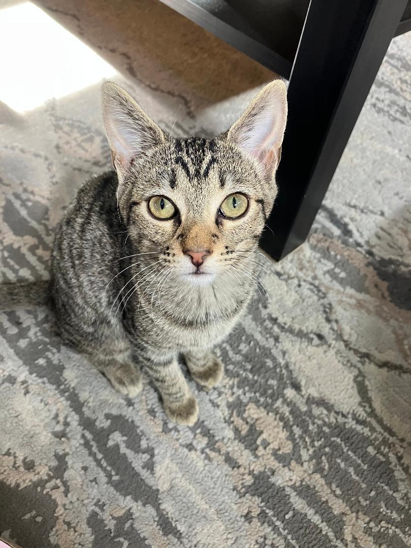 Enlarge Pip, a ADOPTABLE Domestic Short Hair in Oceanside, CA image 2/5