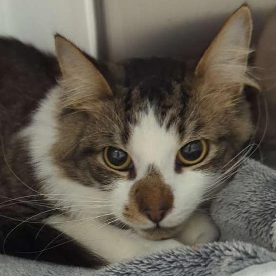 Raggedy Andy, Adoptable, Young Male Domestic Short Hair.