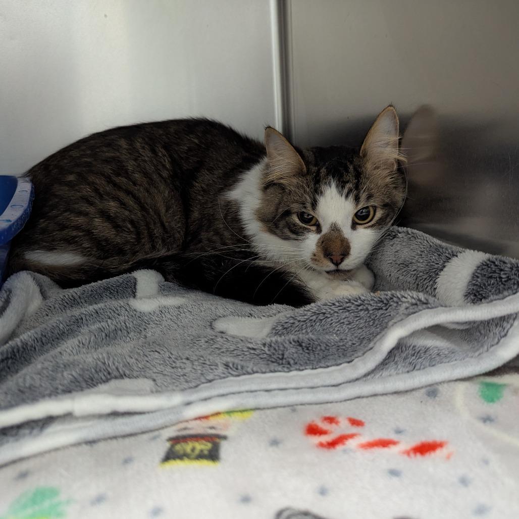 Enlarge Raggedy Andy, a Adoptable Domestic Short Hair in Canastota, NY image 2/4