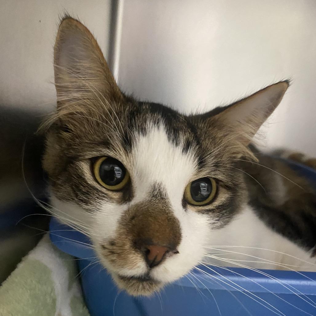 Raggedy Andy, Adoptable, Young Male Domestic Short Hair.