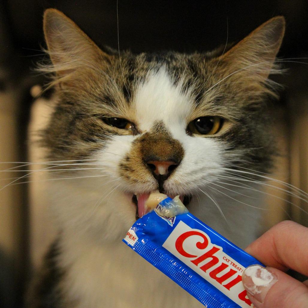 Enlarge Raggedy Andy, a Adoptable Domestic Short Hair in Canastota, NY image 5/6