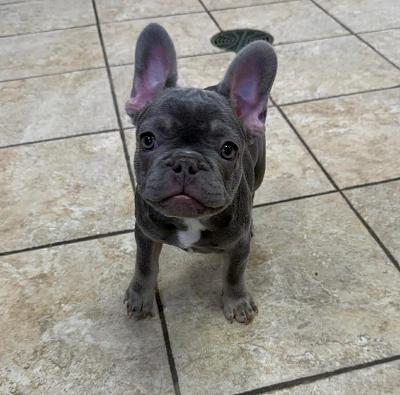 French Fry, adopted, Puppy Male French Bulldog.