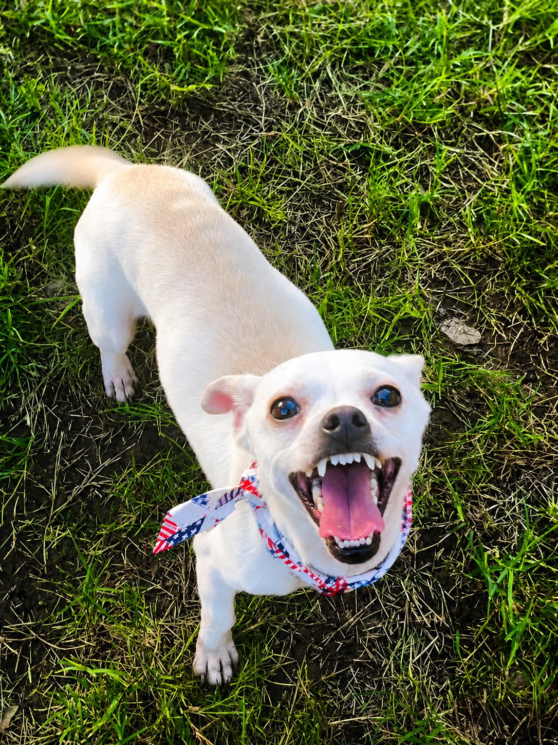 Enlarge Saffron in Texarkana TX, a ADOPTABLE mixed breed in Texarkana, TX image 3/6