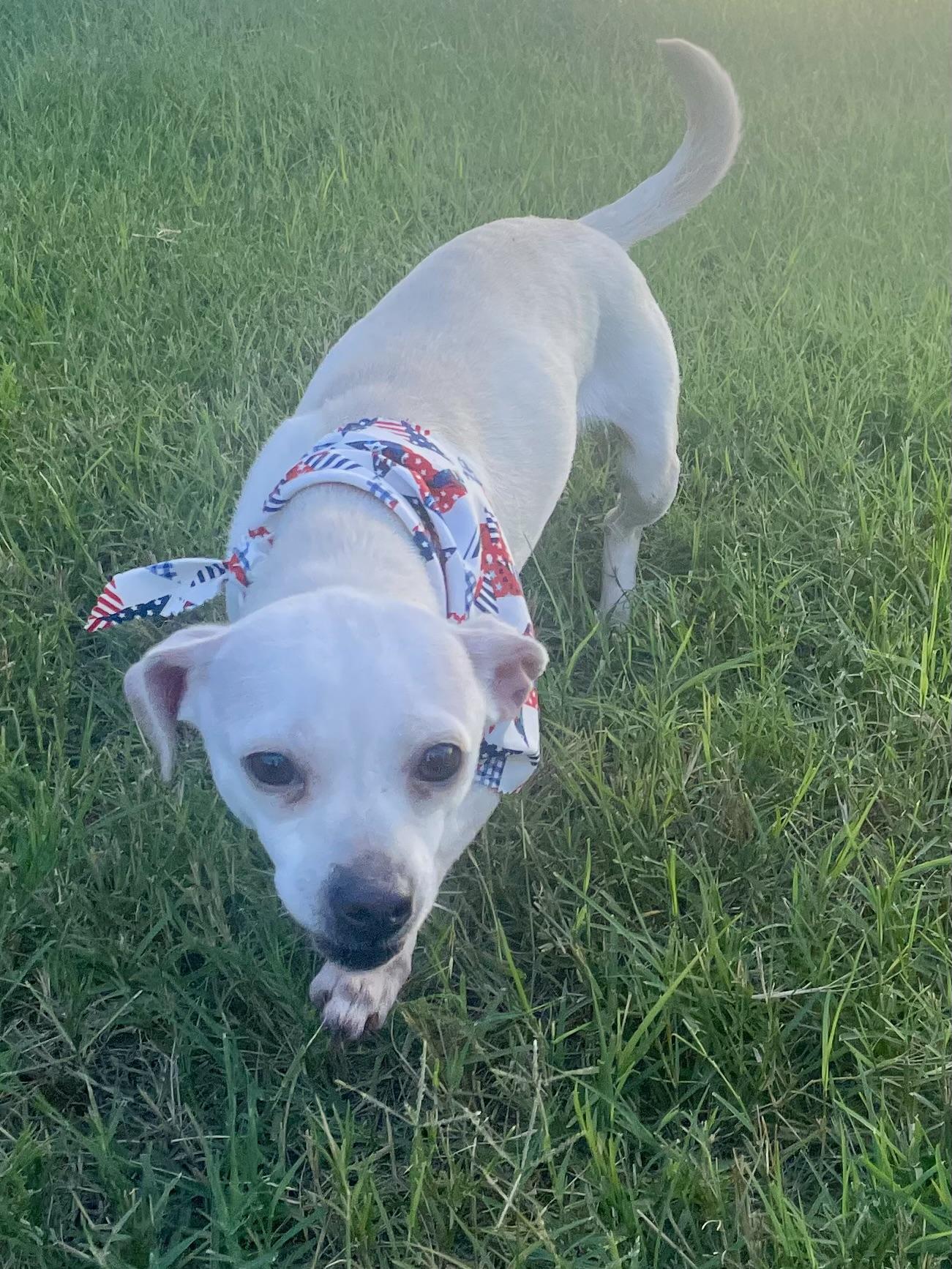Enlarge Saffron in Texarkana TX, a ADOPTABLE mixed breed in Texarkana, TX image 6/6