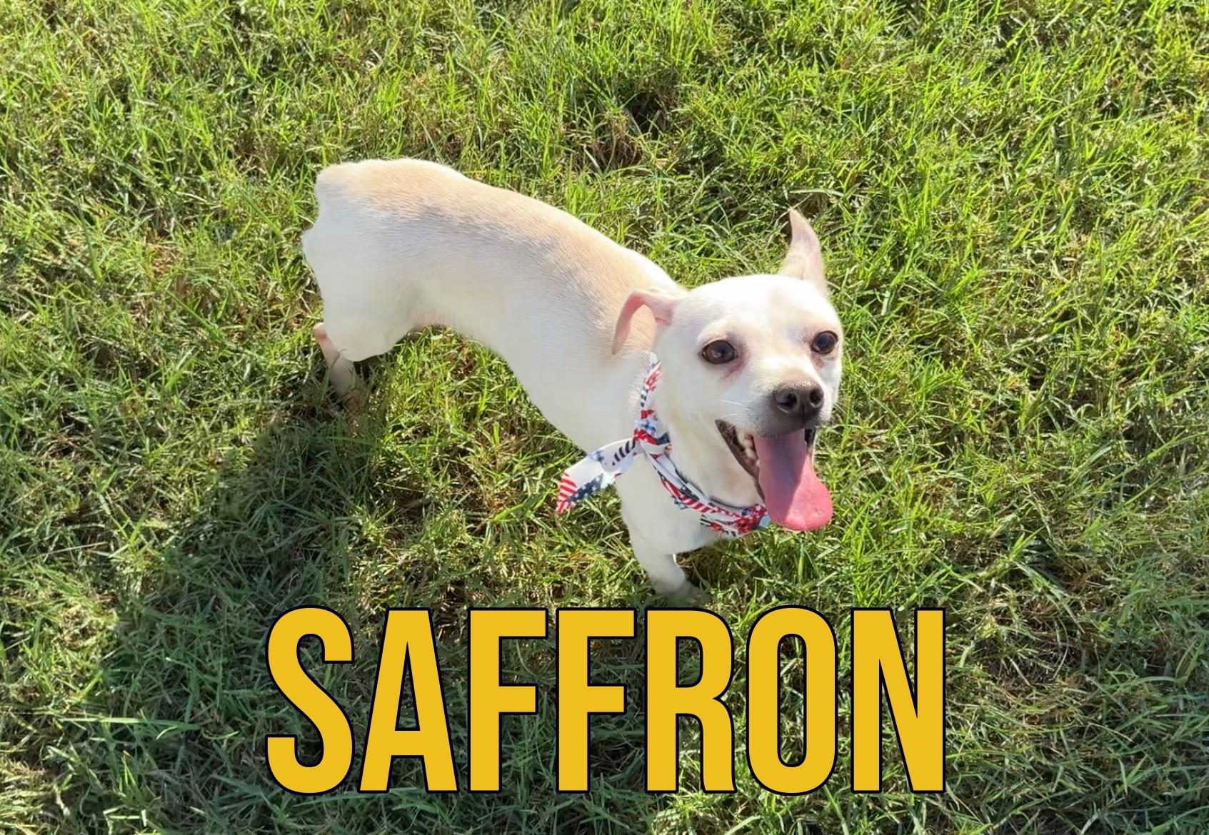Enlarge Saffron in Texarkana TX, a ADOPTABLE mixed breed in Texarkana, TX image 1/6