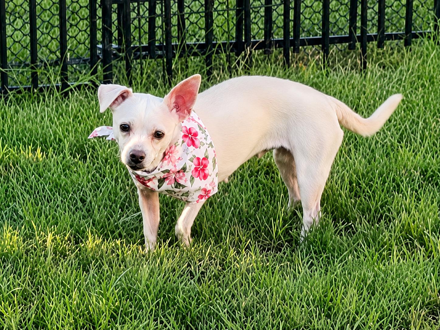 Enlarge Saffron in Texarkana TX, a ADOPTABLE mixed breed in Texarkana, TX image 2/6