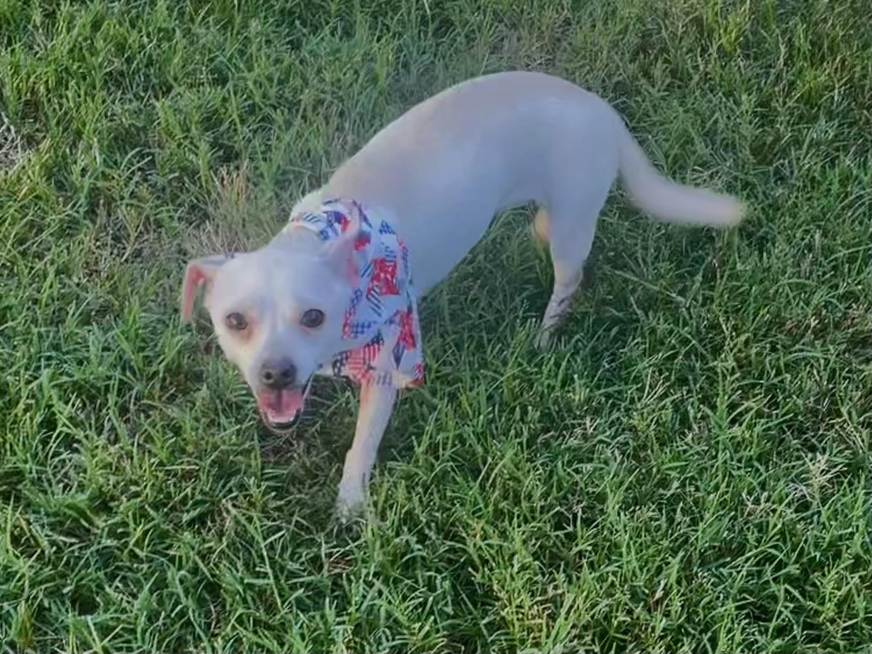 Enlarge Saffron in Texarkana TX, a ADOPTABLE mixed breed in Texarkana, TX image 5/6