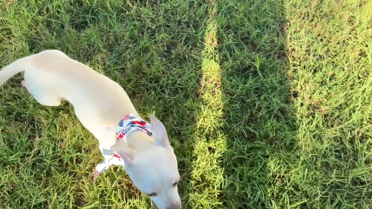 Enlarge Saffron in Texarkana TX, a ADOPTABLE mixed breed in Texarkana, TX video 4/6