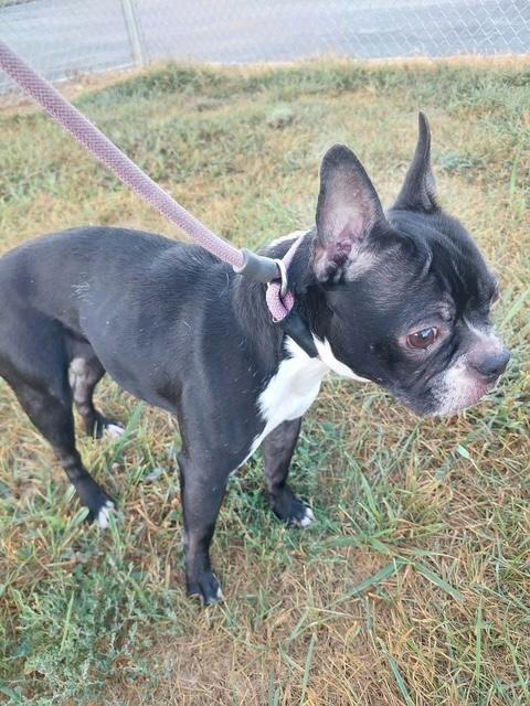 Enlarge Googles, a Adopted Boston Terrier in Aurora, IL image 1/2