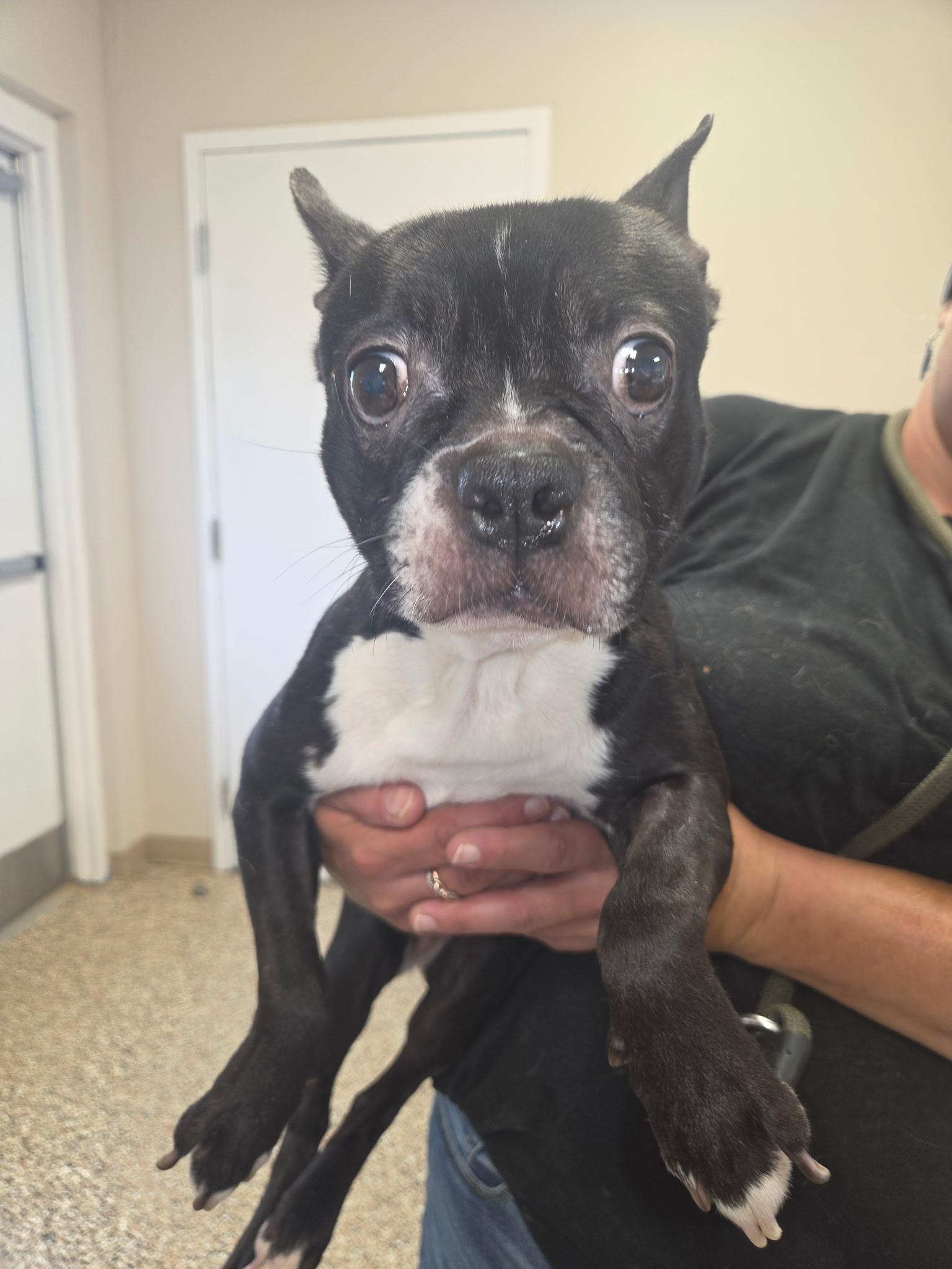 Enlarge Googles, a Adopted Boston Terrier in Aurora, IL image 2/2