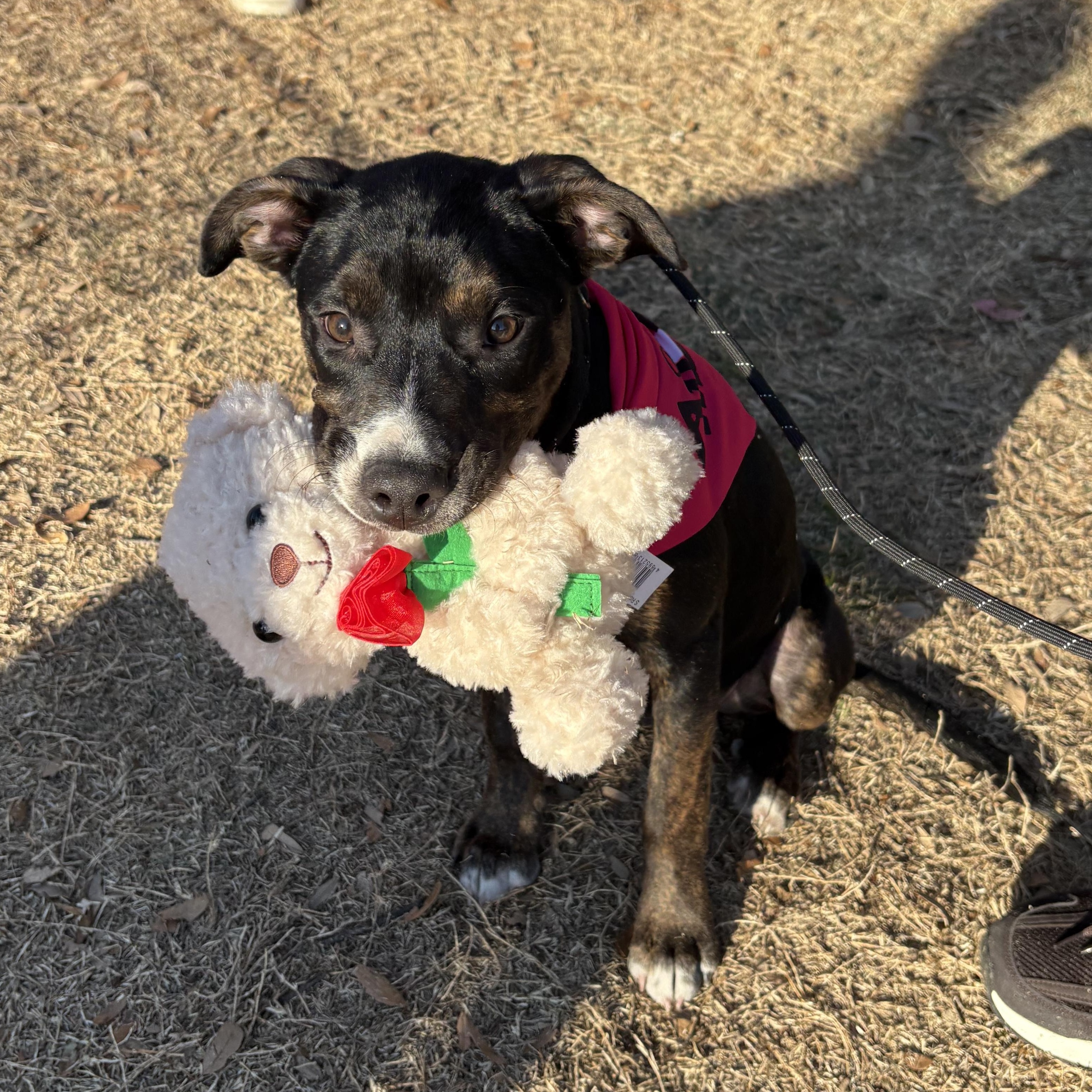 Nutmeg — thumbnail 2