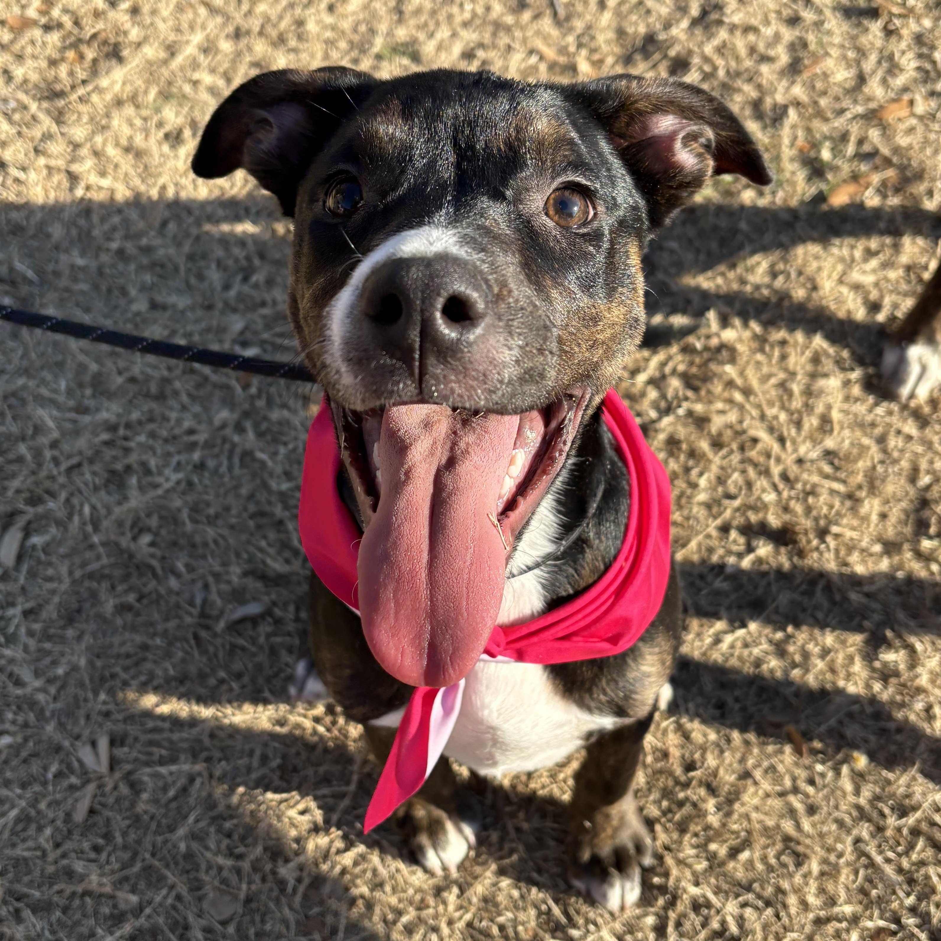 Nutmeg — thumbnail 3