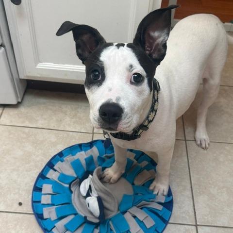 Enlarge Daisy, a Adoptable Mixed Breed in Festus, MO image 1/5