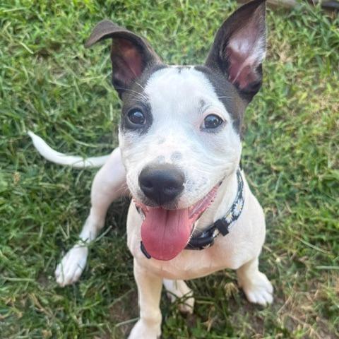 Enlarge Daisy, a Adoptable Mixed Breed in Festus, MO image 2/5