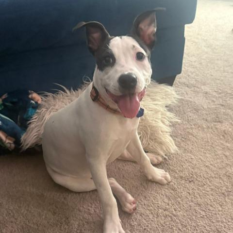 Enlarge Daisy, a Adoptable Mixed Breed in Festus, MO image 3/5