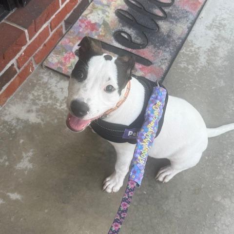 Enlarge Daisy, a Adoptable Mixed Breed in Festus, MO image 4/5