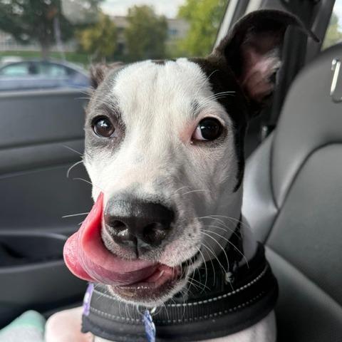Enlarge Daisy, a Adoptable Mixed Breed in Festus, MO image 5/5