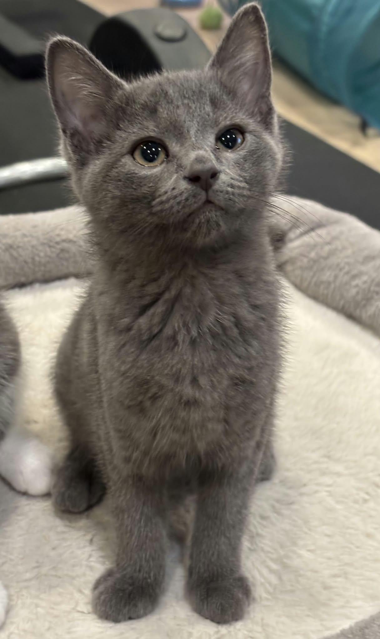 Cookiecutter, Adopted, Kitten Female Domestic Short Hair.