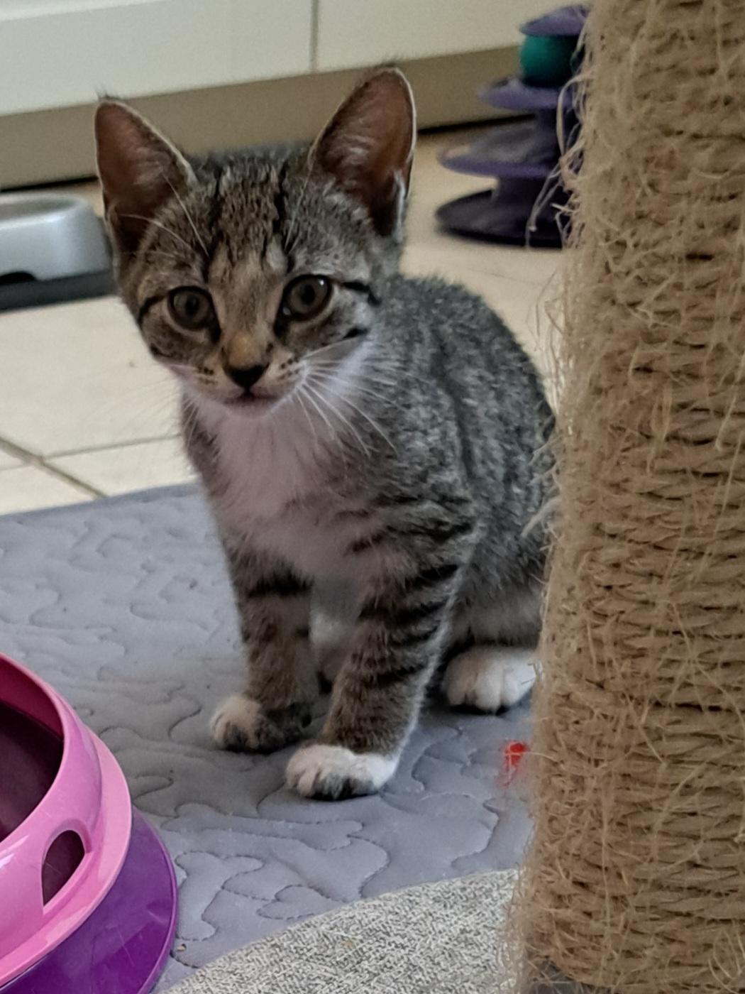 Cider, Adoptable, Kitten Female Domestic Short Hair.