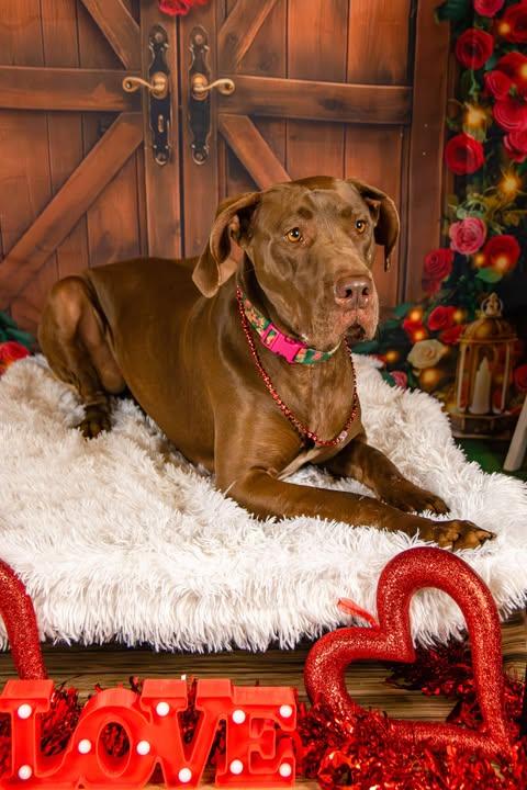 Fancy, an adoptable Great Dane in Knoxville, TN, 37919 | Photo Image 2
