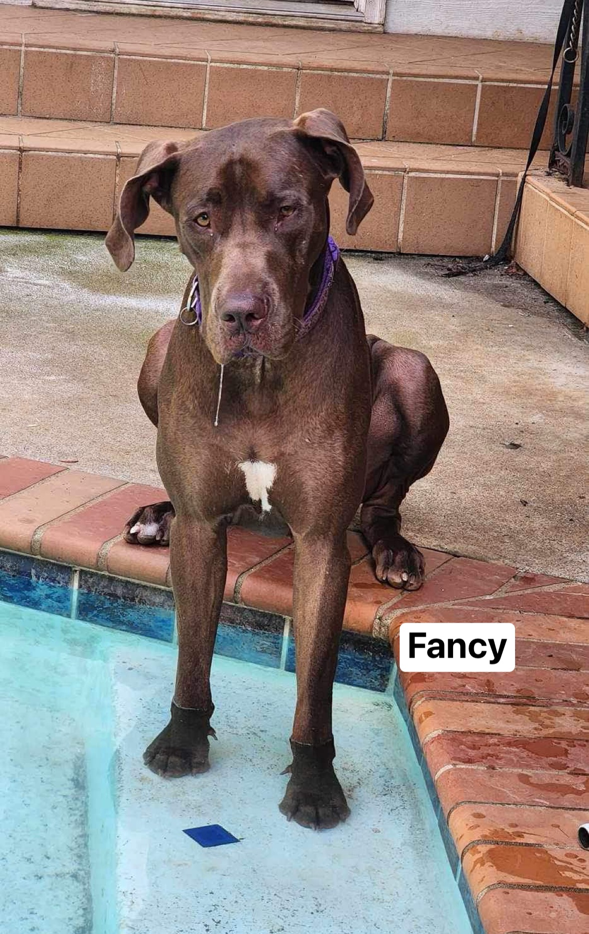 Fancy, an adoptable Great Dane in Knoxville, TN, 37919 | Photo Image 5