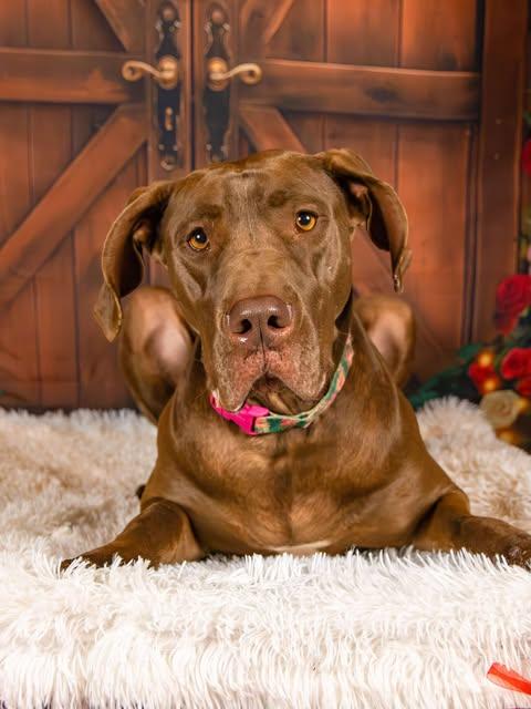 Fancy, an adoptable Great Dane in Knoxville, TN, 37919 | Photo Image 4