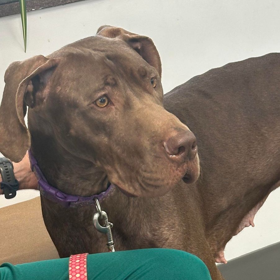 Fancy, an adoptable Great Dane in Knoxville, TN, 37919 | Photo Image 6