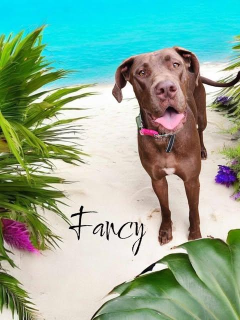 Fancy, an adoptable Great Dane in Knoxville, TN, 37919 | Photo Image 3