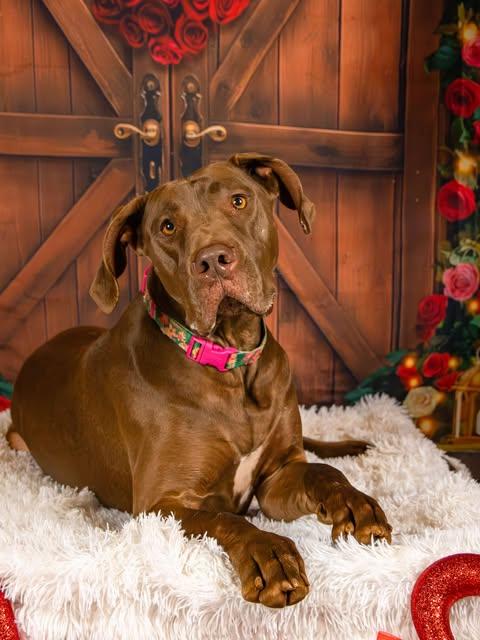 Fancy, Adult Female Great Dane