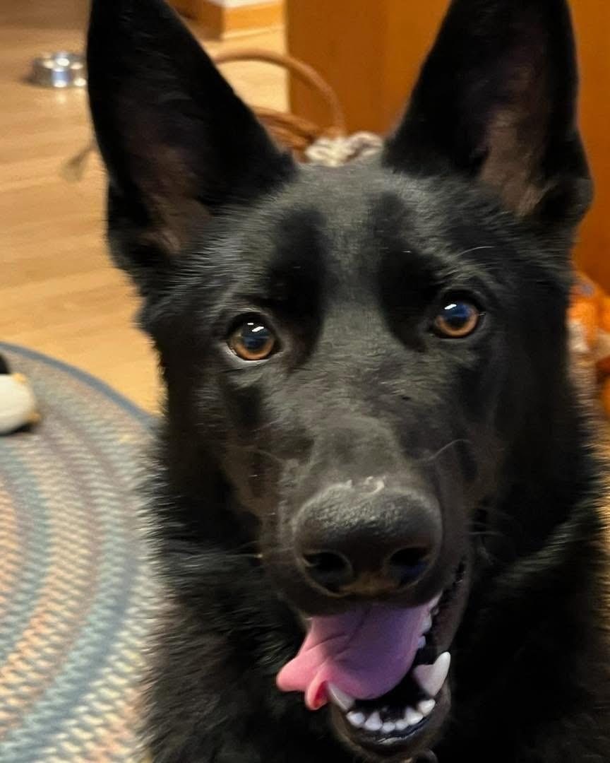 Enlarge Nellie, an adopted mixed breed in Farmington, CT image 4/4