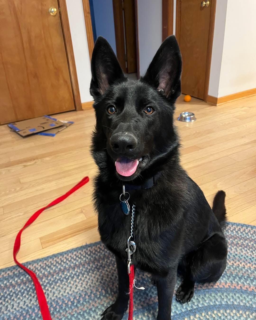 Nellie, adopted, Young Female German Shepherd Dog & Belgian Shepherd / Malinois.