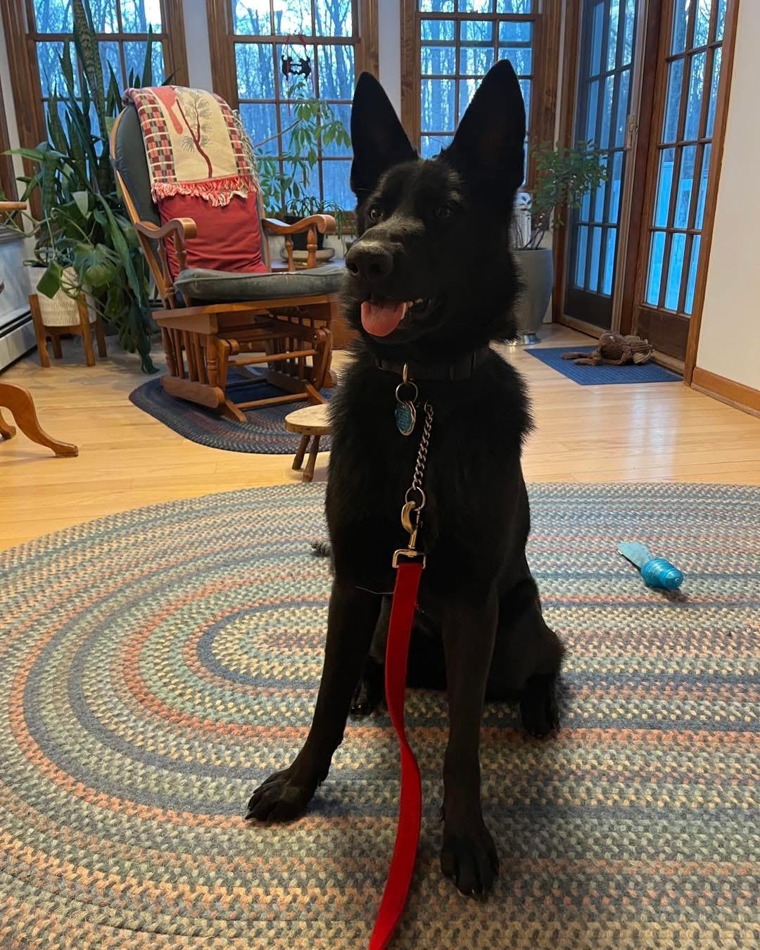 Enlarge Nellie, an adopted mixed breed in Farmington, CT image 3/4