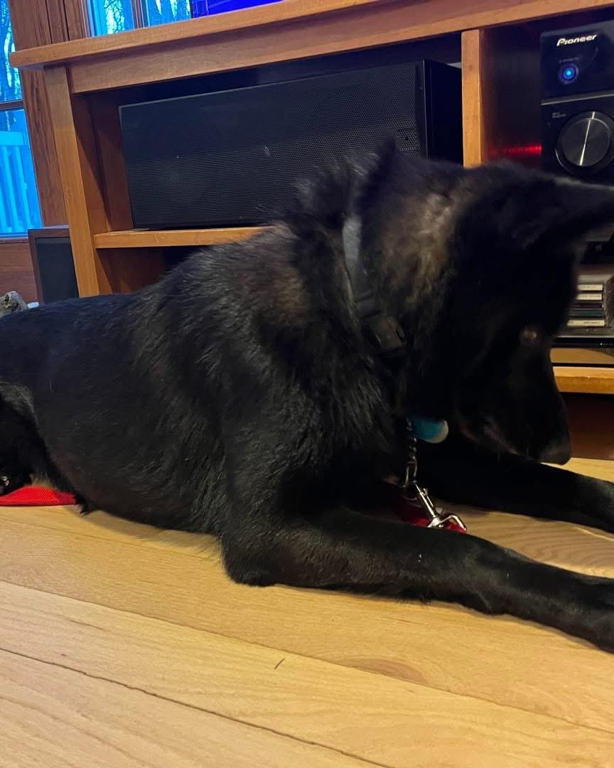 Enlarge Nellie, an adopted mixed breed in Farmington, CT image 2/4