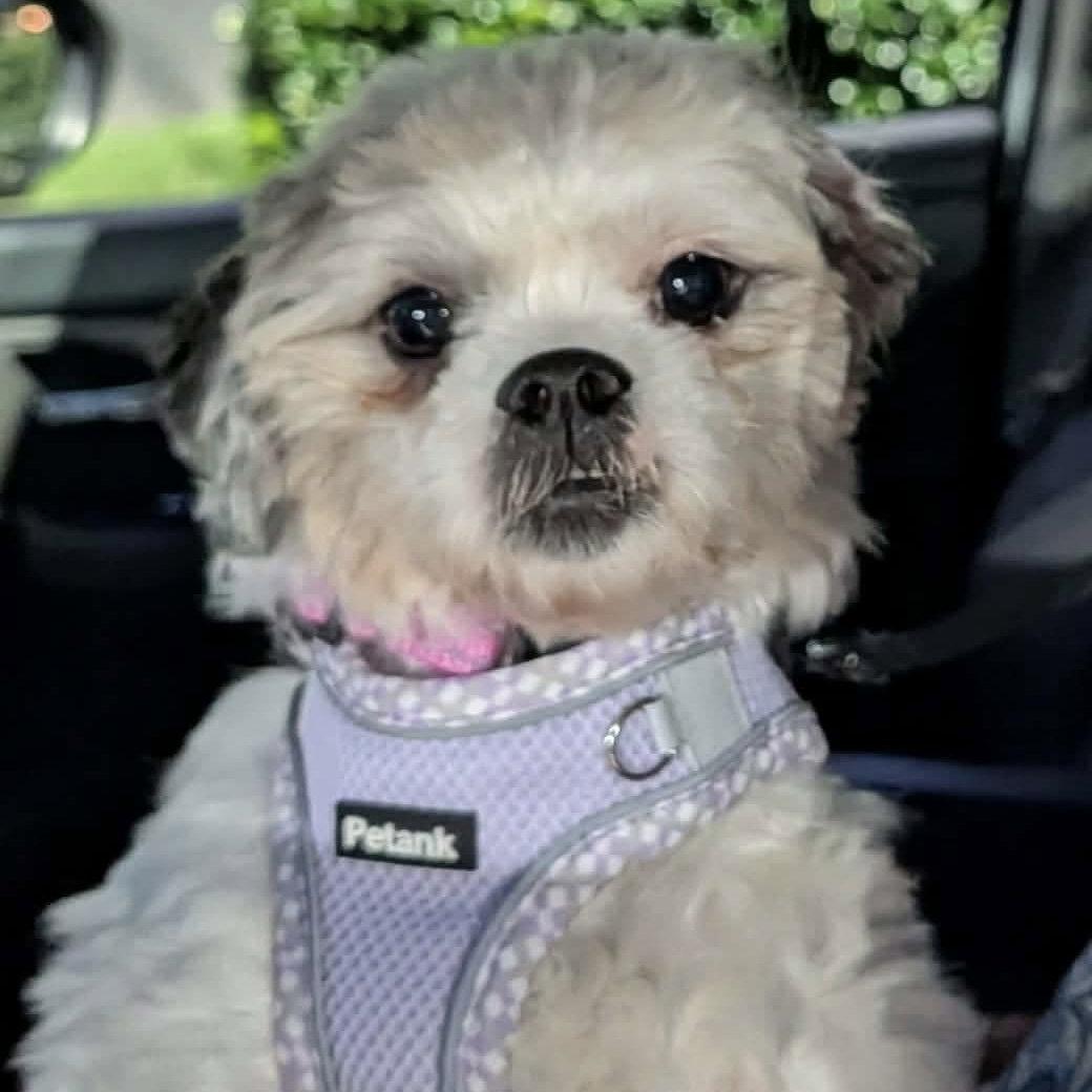 Peggy Anne, a Adopted Shih Tzu in Hillsborough , NC image 1/3