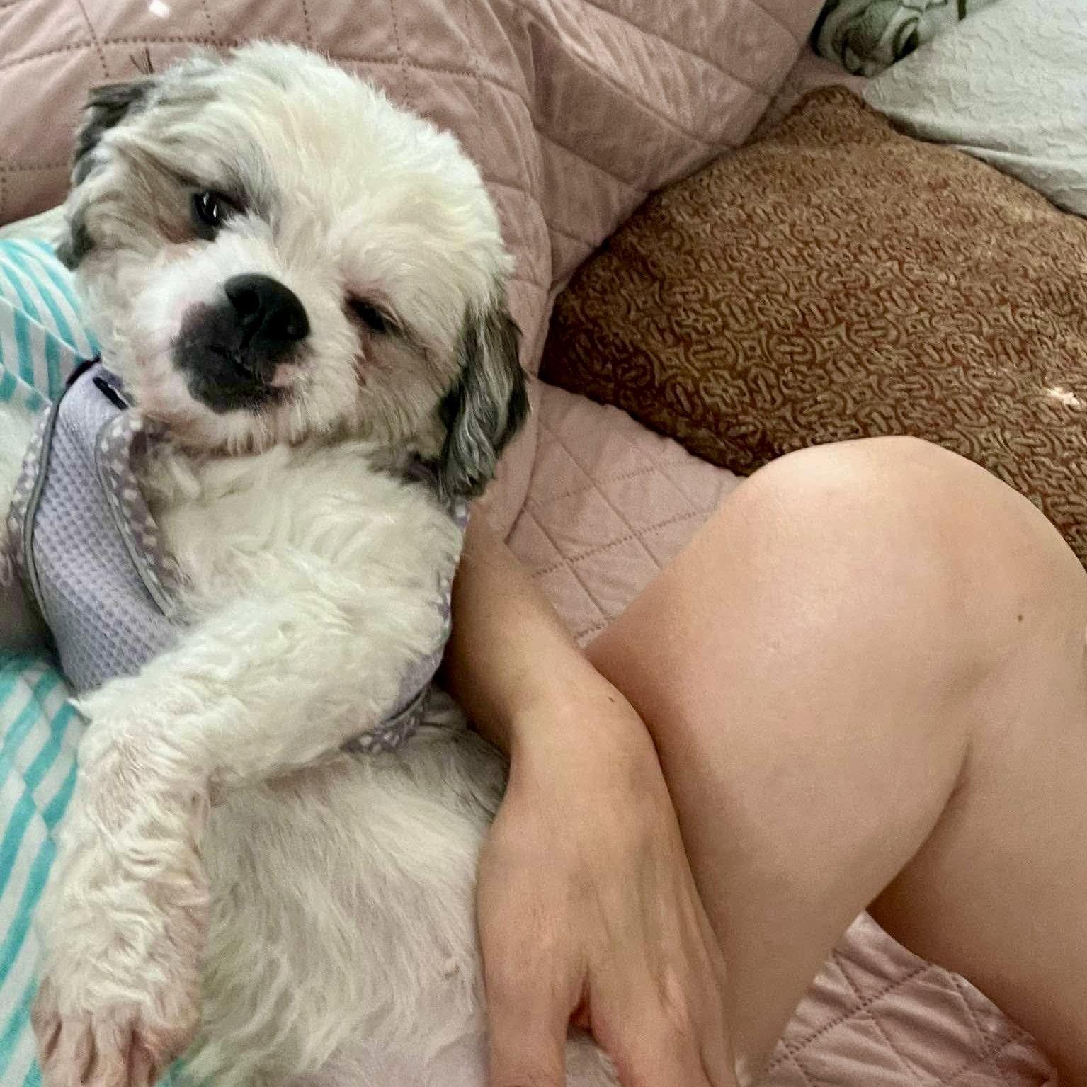 Peggy Anne, a Adopted Shih Tzu in Hillsborough , NC image 2/3