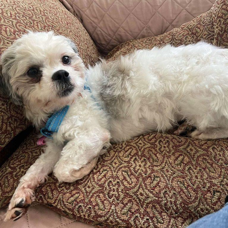 Peggy Anne, a Adopted Shih Tzu in Hillsborough , NC image 3/3