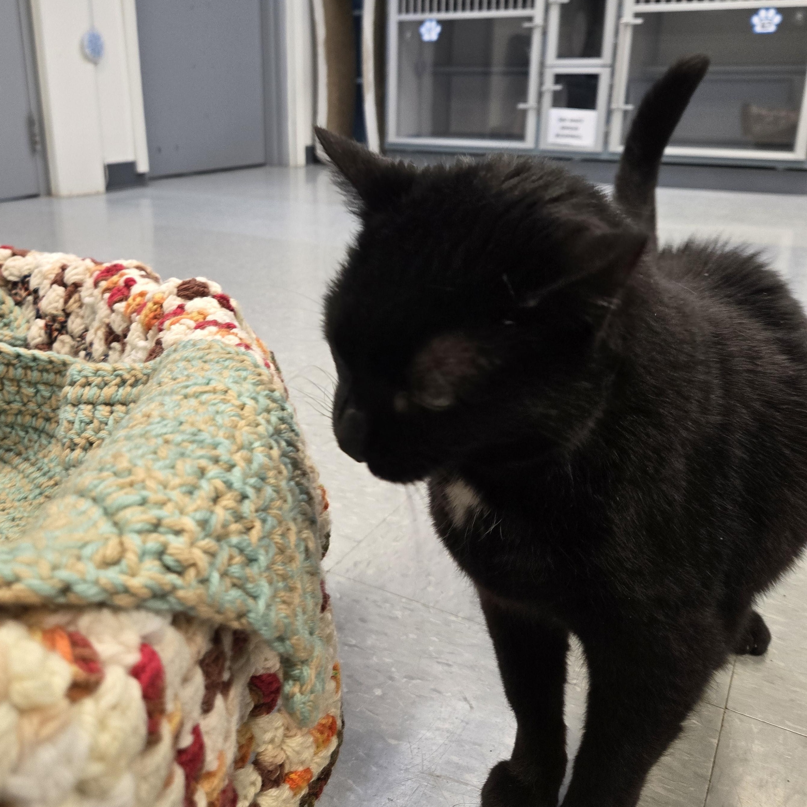 Enlarge Pilgrim, a ADOPTABLE Domestic Short Hair in Xenia , OH image 2/5