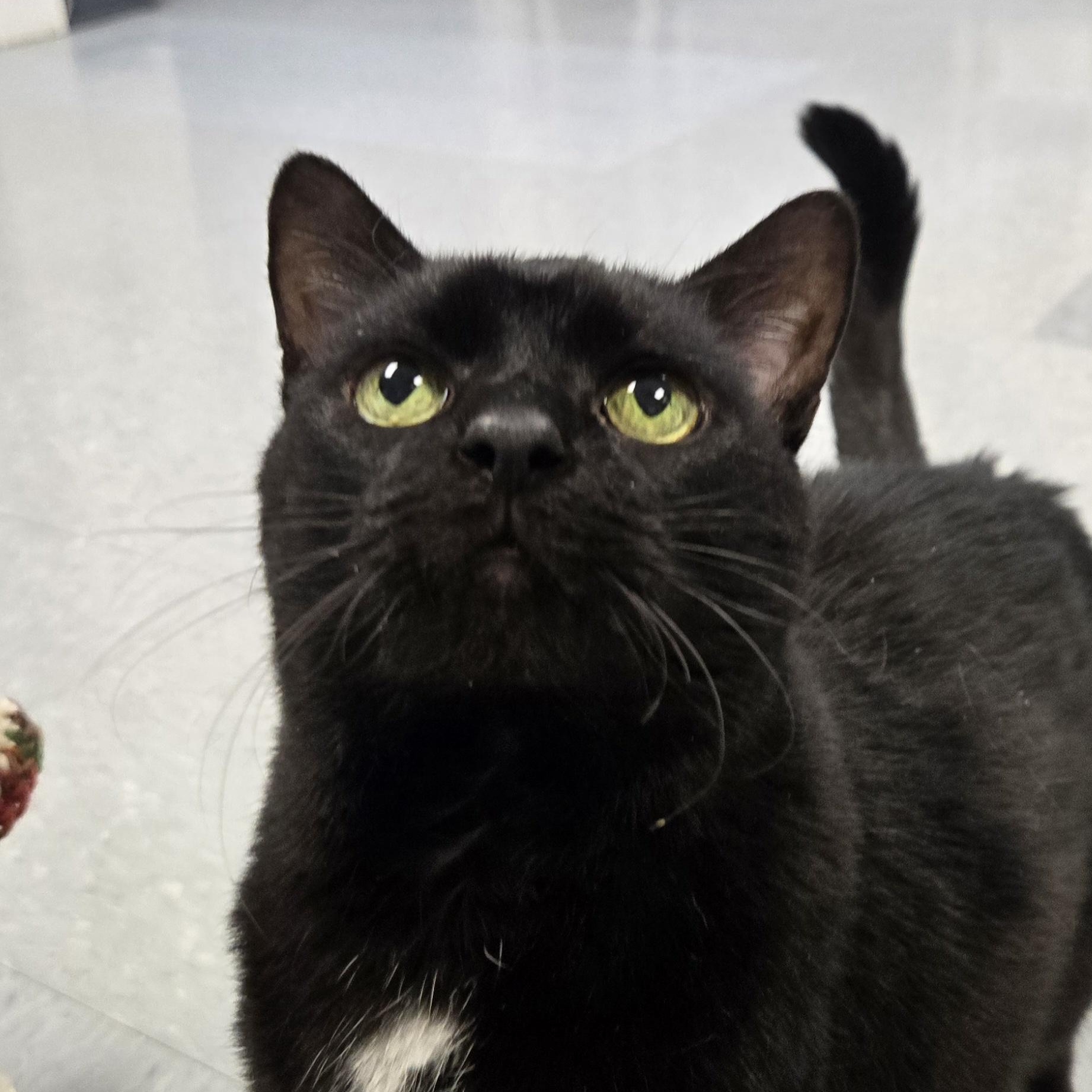 Pilgrim, ADOPTABLE, Adult Male Domestic Short Hair.