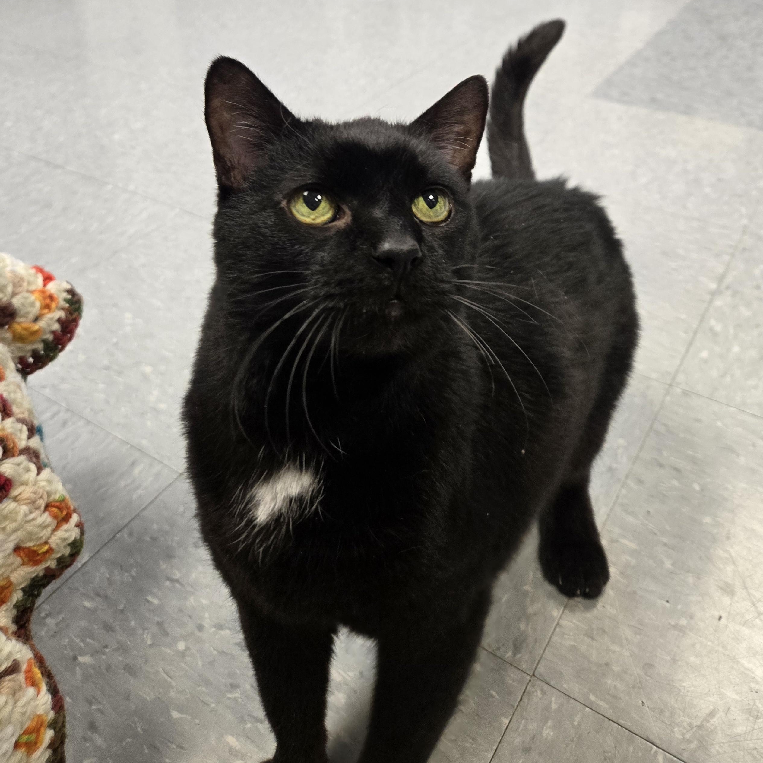 Enlarge Pilgrim, a ADOPTABLE Domestic Short Hair in Xenia , OH image 3/5