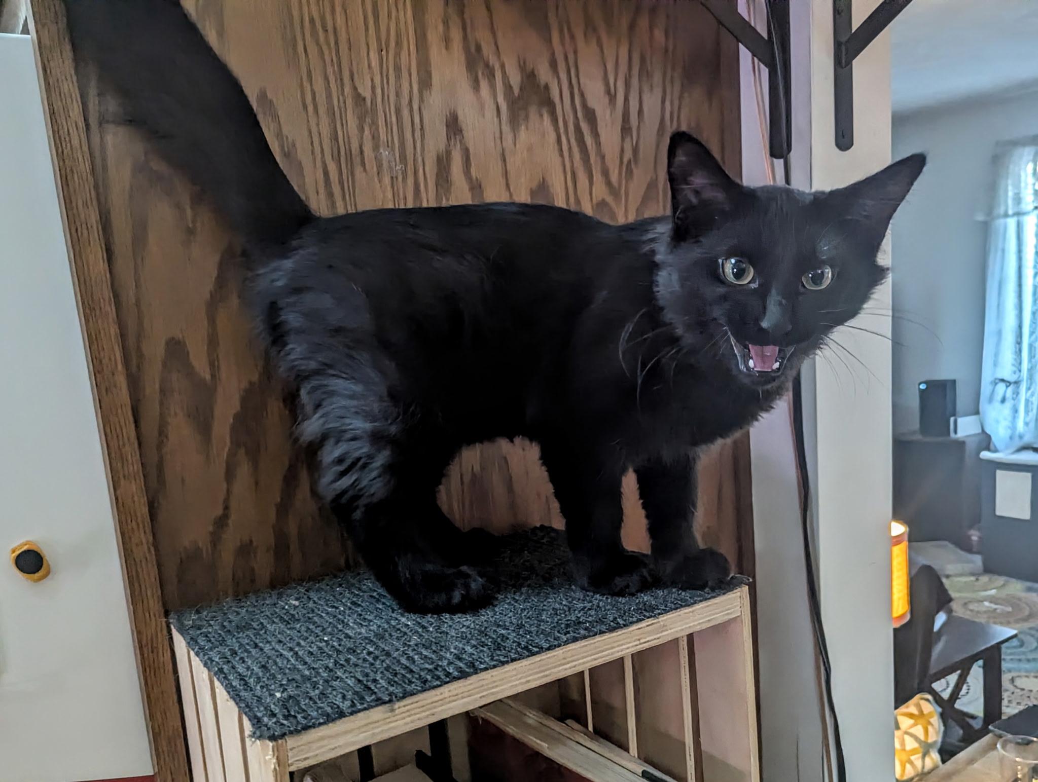 Enlarge Little King Trashmouth, a ADOPTABLE mixed breed in Syracuse, NY image 6/6