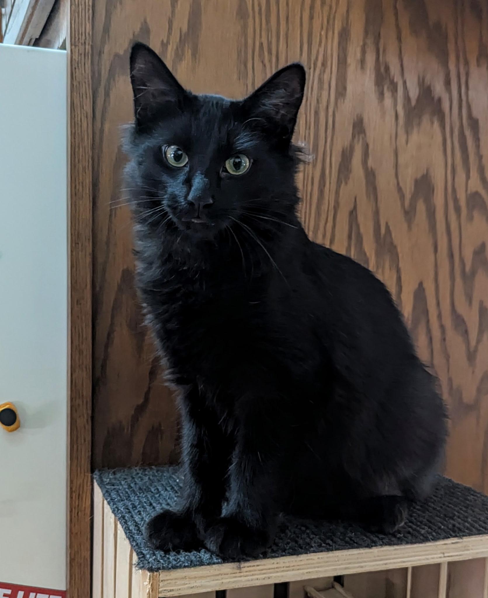 Enlarge Little King Trashmouth, a ADOPTABLE mixed breed in Syracuse, NY image 4/6