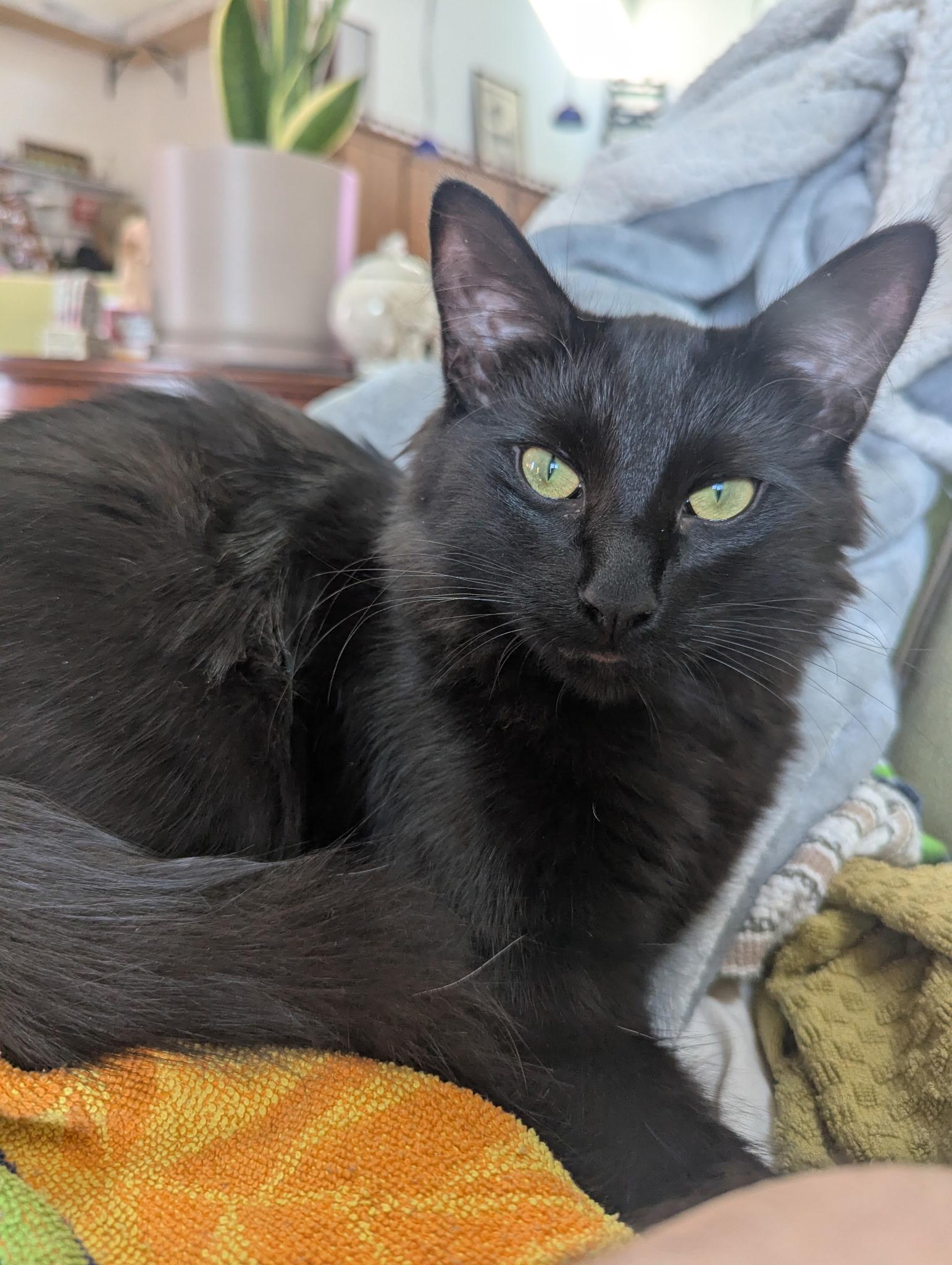 Little King Trashmouth, ADOPTABLE, Kitten Male Domestic Long Hair & Abyssinian.