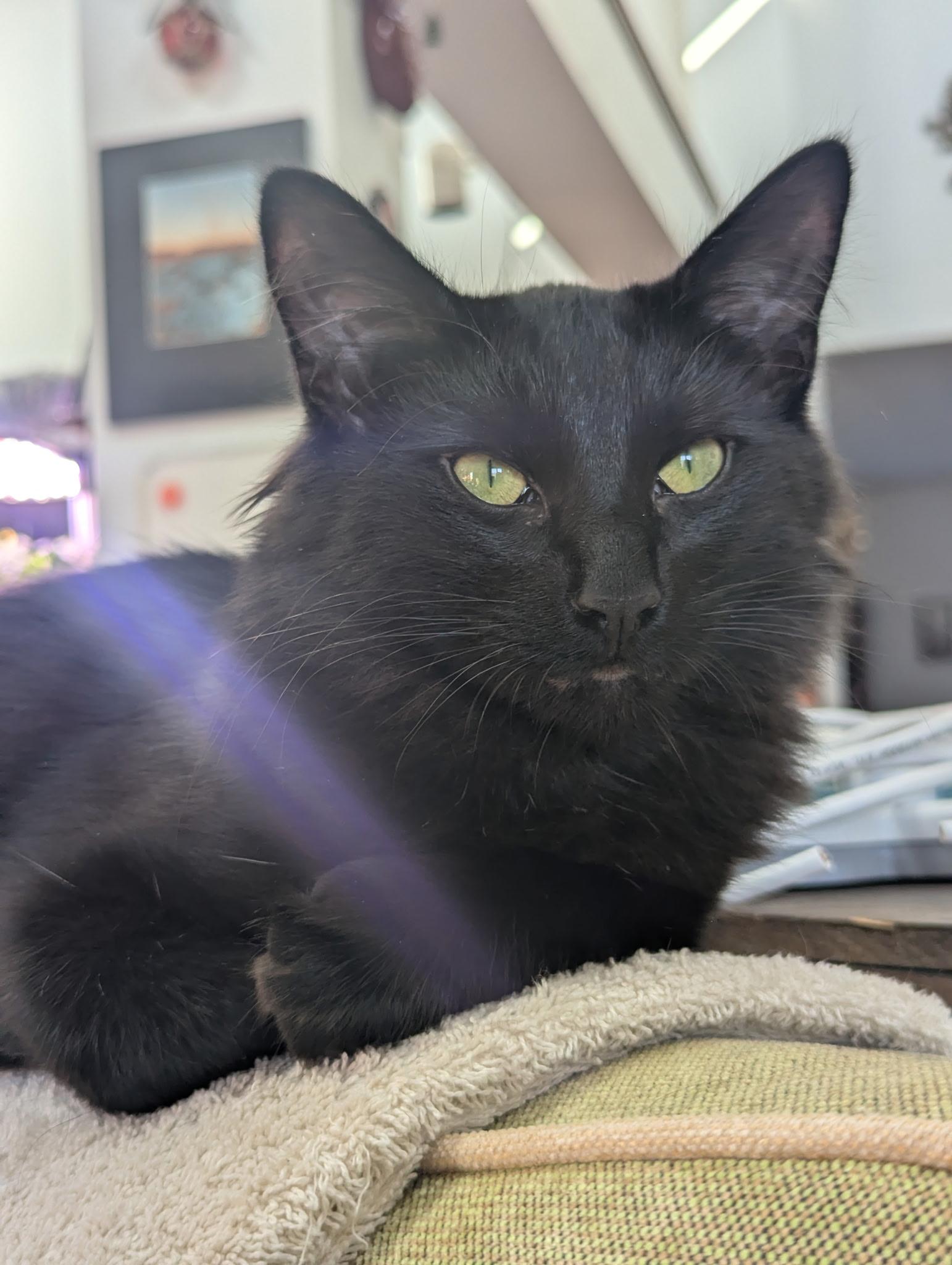 Enlarge Little King Trashmouth, a ADOPTABLE mixed breed in Syracuse, NY image 3/6