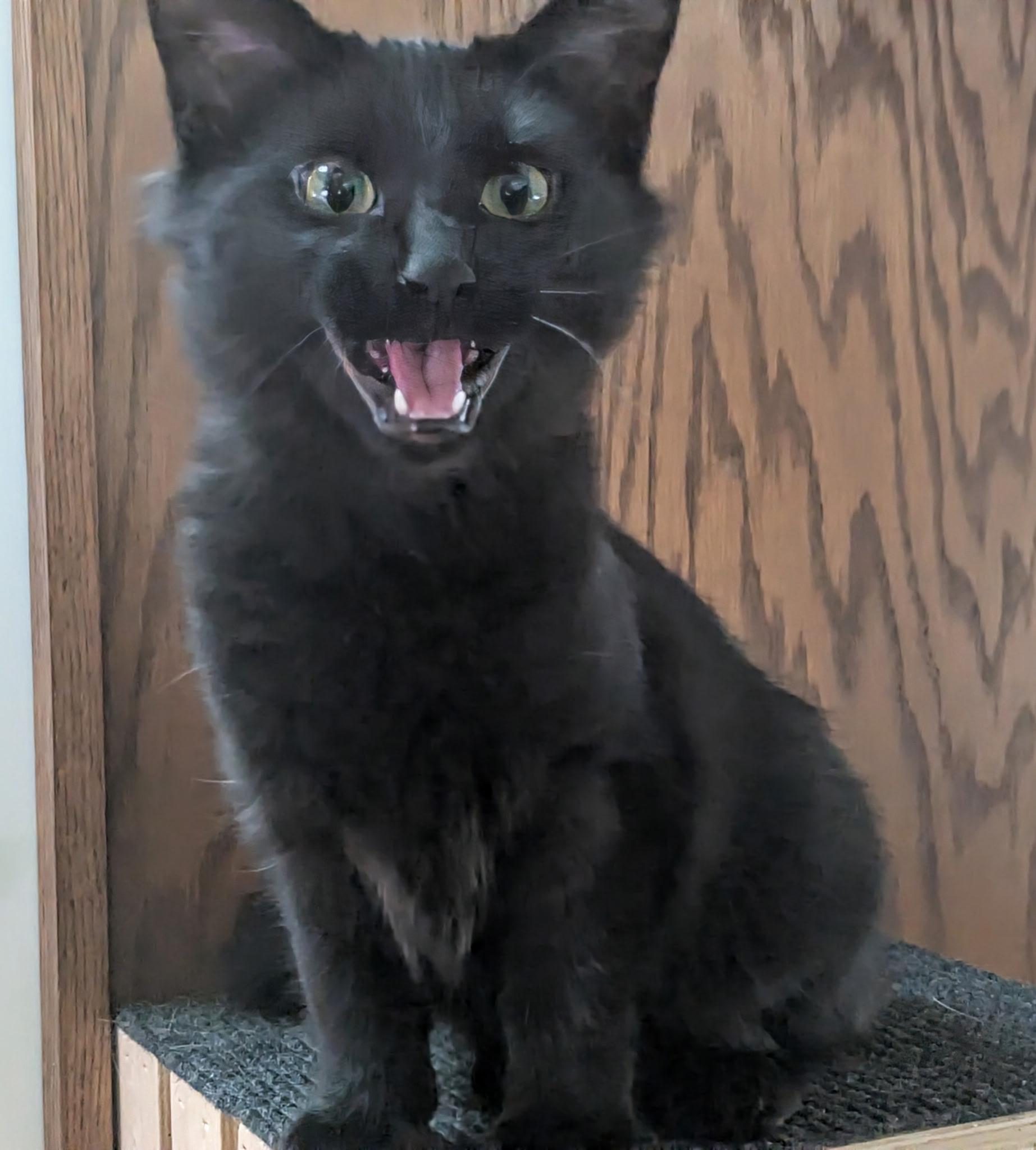 Enlarge Little King Trashmouth, a ADOPTABLE mixed breed in Syracuse, NY image 2/6