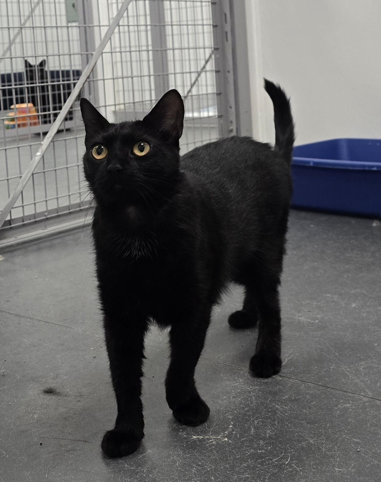 Enlarge Tink, a Adoptable Domestic Short Hair in Williamsport, PA image 1/2